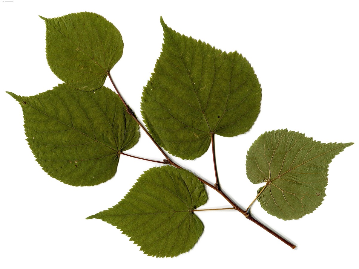 Tilia x europaea (Malvaceae)